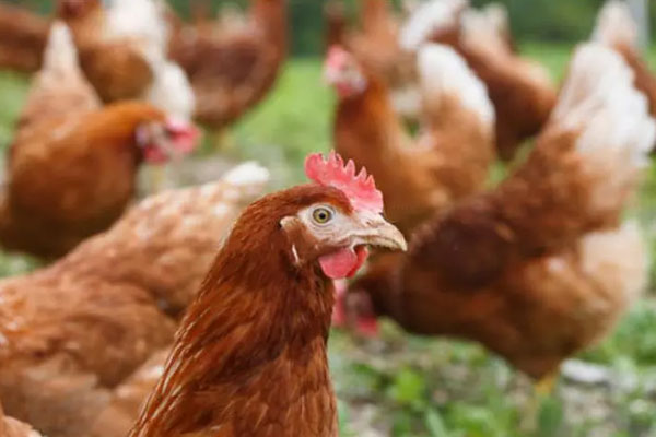 养鸡技术青年放养鸡卫生防疫管理措施